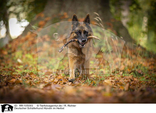 Deutscher Schferhund Hndin im Herbst / female German Shepherd in autumn / RR-105093