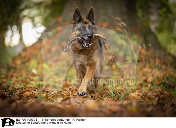 Deutscher Schferhund Hndin im Herbst / female German Shepherd in autumn / RR-105094