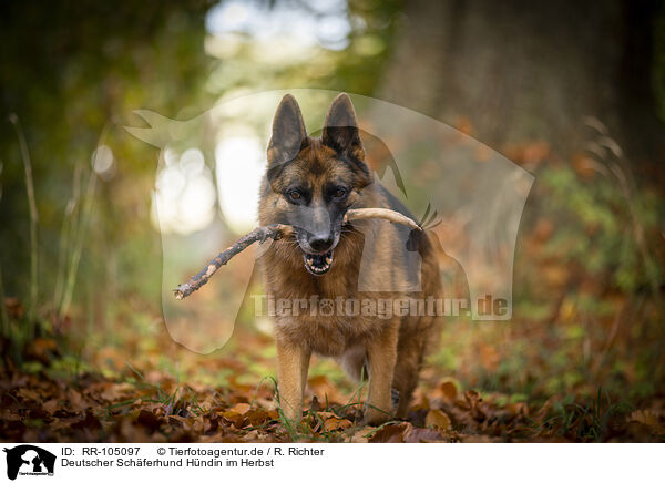 Deutscher Schferhund Hndin im Herbst / female German Shepherd in autumn / RR-105097