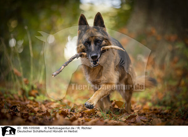 Deutscher Schferhund Hndin im Herbst / female German Shepherd in autumn / RR-105098