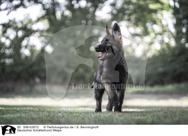Deutscher Schferhund Welpe / German Shepherd Puppy / SIB-02672