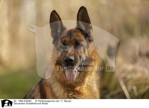 Deutscher Schferhund Rde / TBA-02692