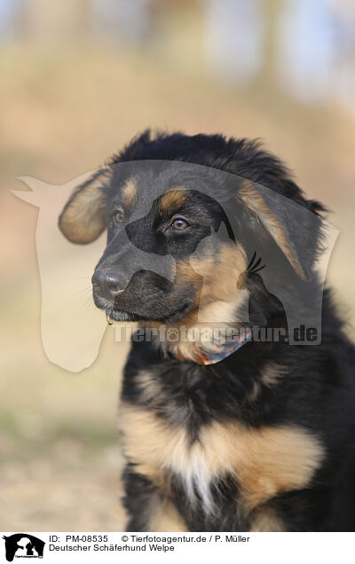 Deutscher Schferhund Welpe / PM-08535