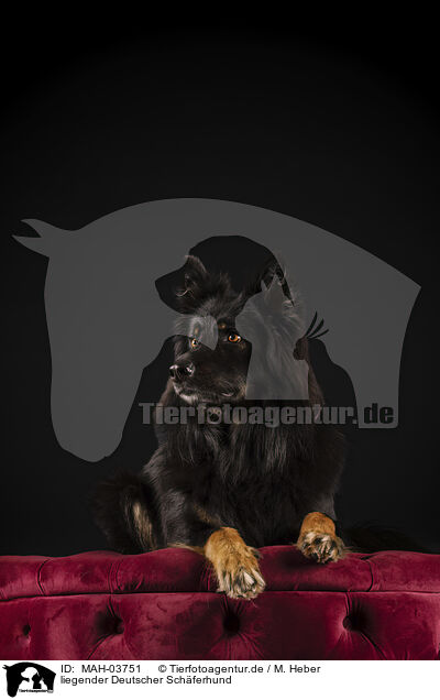 liegender Deutscher Schferhund / lying German Shepherd / MAH-03751