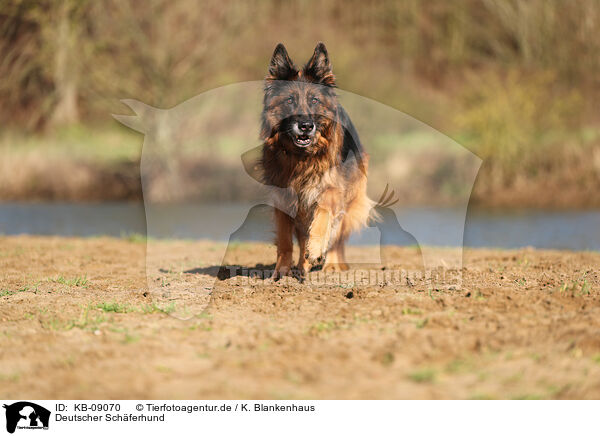 Deutscher Schferhund / KB-09070