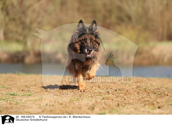 Deutscher Schferhund / KB-09074