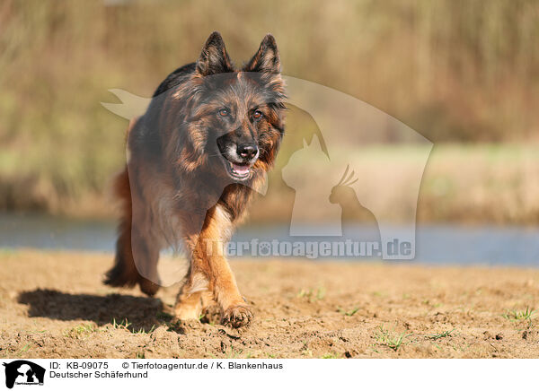 Deutscher Schferhund / KB-09075