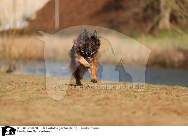 Deutscher Schferhund / German Shepherd / KB-09078