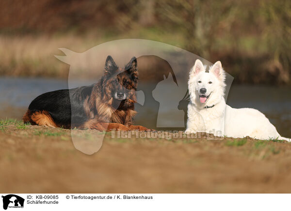 Schferhunde / shepherds / KB-09085