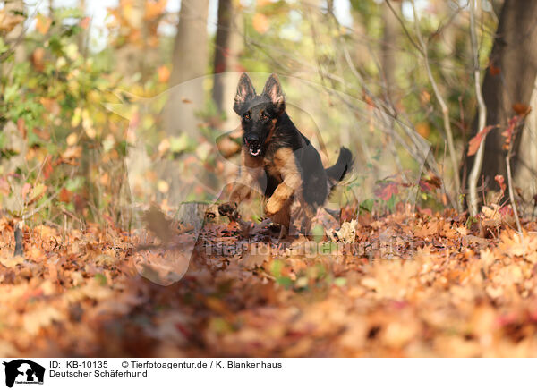 Deutscher Schferhund / German Shepherd / KB-10135