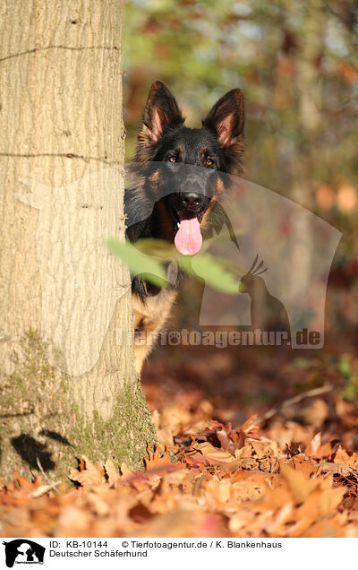 Deutscher Schferhund / German Shepherd / KB-10144