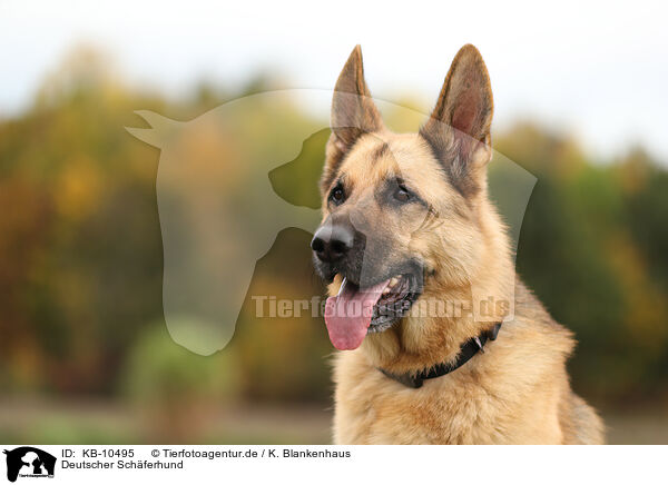 Deutscher Schferhund / KB-10495
