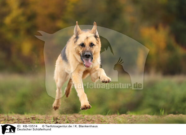 Deutscher Schferhund / German Shepherd / KB-10514