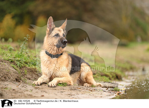 Deutscher Schferhund / KB-10526