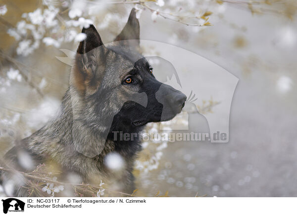 Deutscher Schferhund / NC-03117