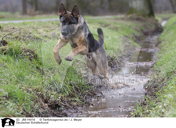Deutscher Schferhund / German Shepherd / JM-14916