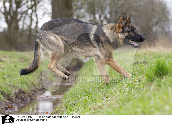 Deutscher Schferhund / German Shepherd / JM-14920