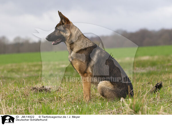 Deutscher Schferhund / German Shepherd / JM-14922