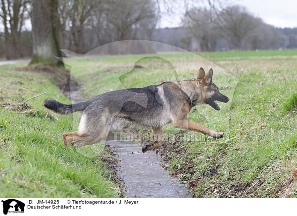 Deutscher Schferhund / German Shepherd / JM-14925
