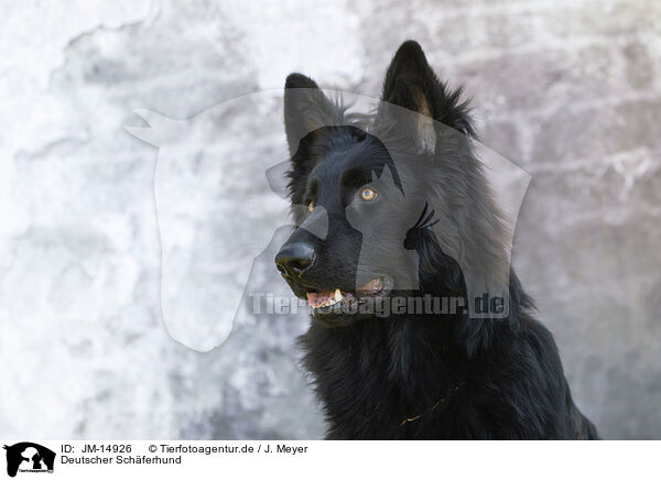 Deutscher Schferhund / German Shepherd / JM-14926