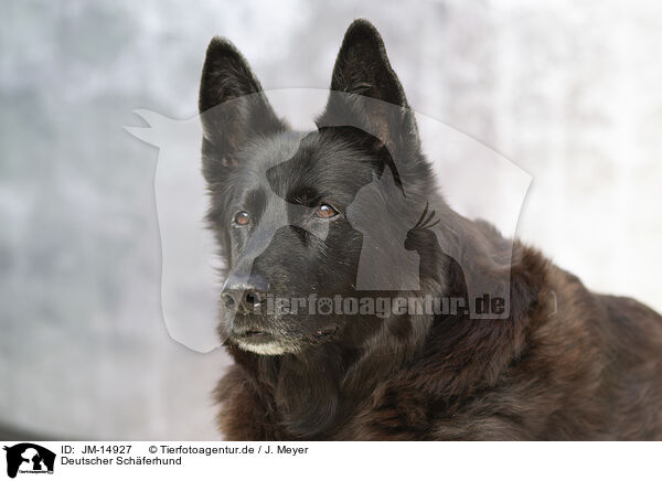 Deutscher Schferhund / German Shepherd / JM-14927