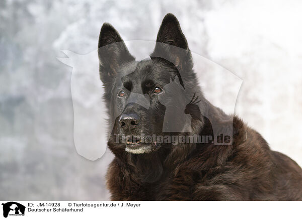 Deutscher Schferhund / German Shepherd / JM-14928