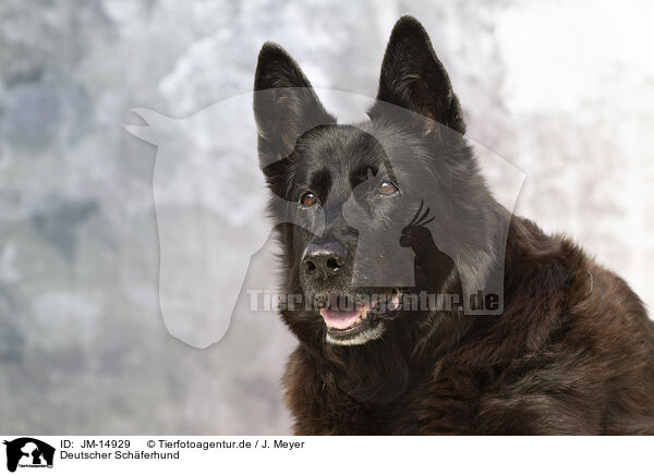 Deutscher Schferhund / German Shepherd / JM-14929