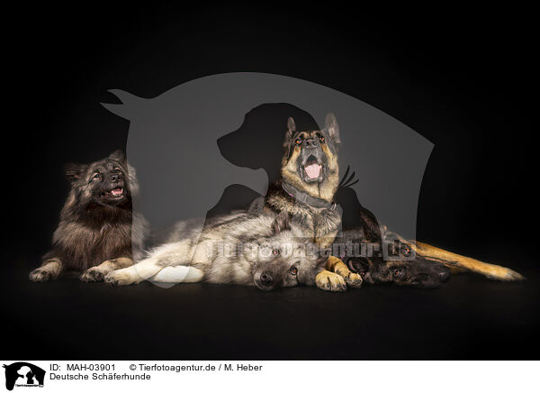Deutsche Schferhunde / German Shepherds / MAH-03901