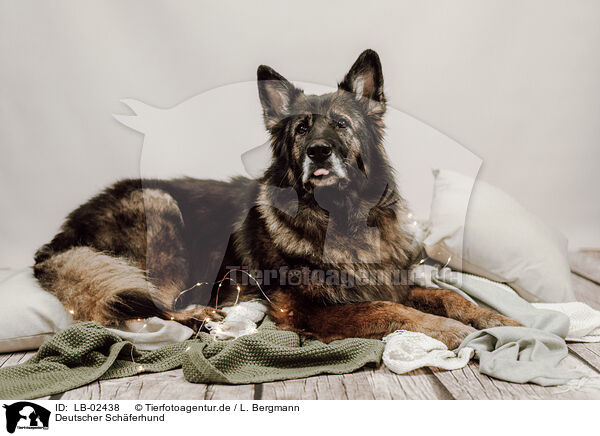 Deutscher Schferhund / German Shepherd / LB-02438