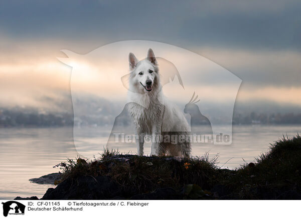 Deutscher Schferhund / German Shepherd / CF-01145