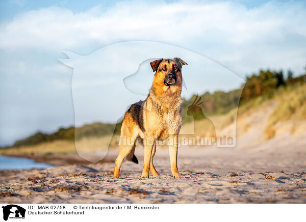 Deutscher Schferhund / German Shepherd / MAB-02758
