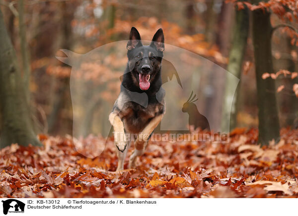 Deutscher Schferhund / German Shepherd / KB-13012