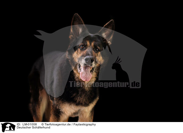 Deutscher Schferhund / German Shepherd / LM-01008