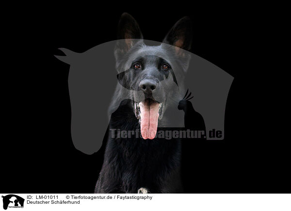 Deutscher Schferhund / German Shepherd / LM-01011