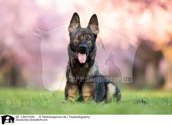 Deutscher Schferhund / German Shepherd / LM-01040