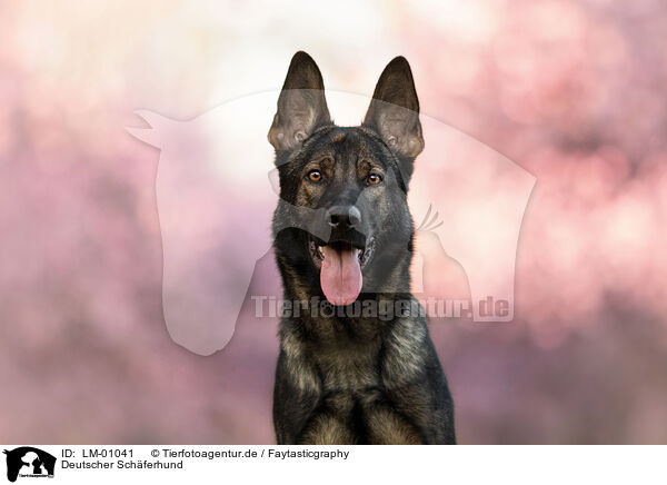 Deutscher Schferhund / German Shepherd / LM-01041