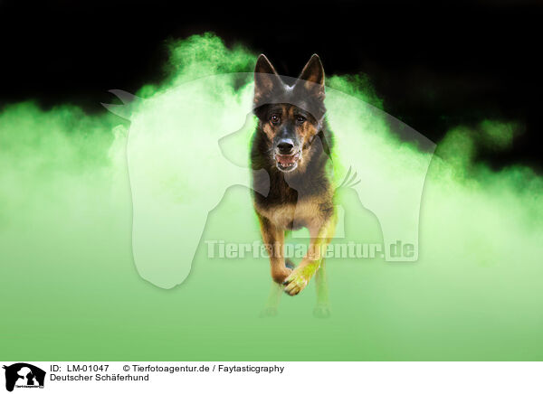 Deutscher Schferhund / German Shepherd / LM-01047