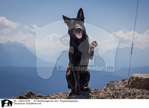 Deutscher Schferhund / German Shepherd / LM-01078