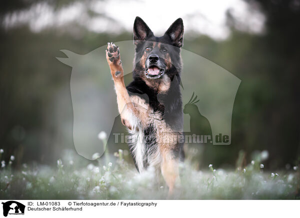 Deutscher Schferhund / German Shepherd / LM-01083