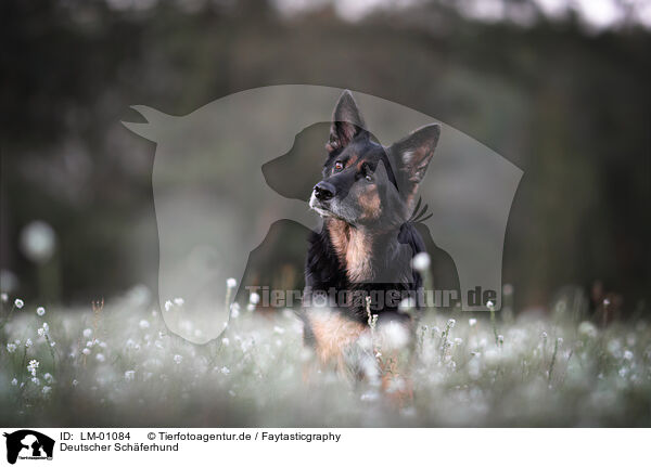 Deutscher Schferhund / German Shepherd / LM-01084