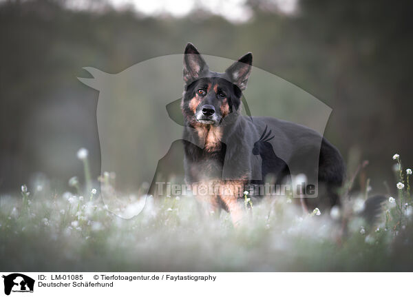 Deutscher Schferhund / German Shepherd / LM-01085