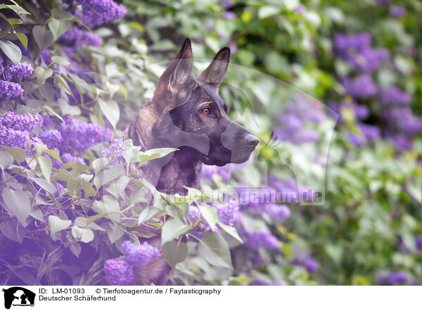 Deutscher Schferhund / German Shepherd / LM-01093
