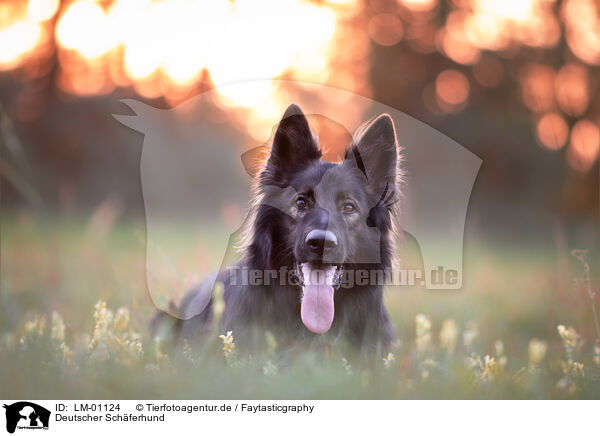 Deutscher Schferhund / German Shepherd / LM-01124
