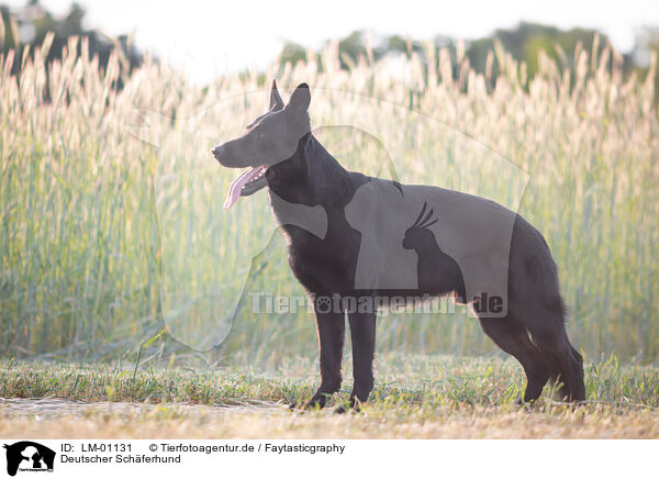 Deutscher Schferhund / German Shepherd / LM-01131