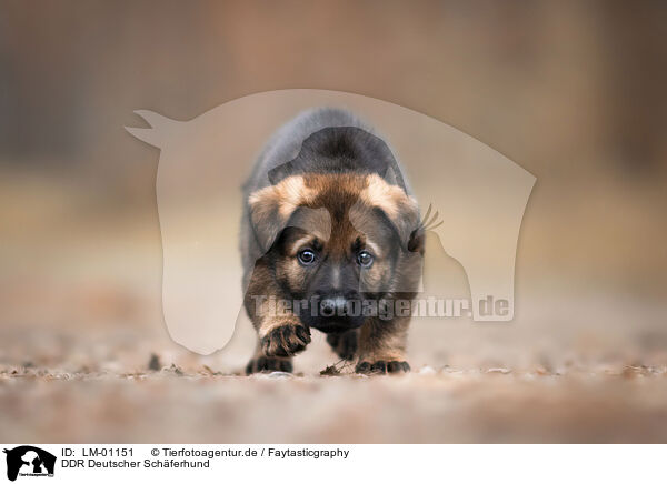 DDR Deutscher Schferhund / GDR German Shepherd / LM-01151