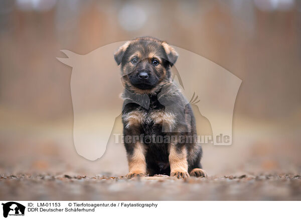 DDR Deutscher Schferhund / GDR German Shepherd / LM-01153