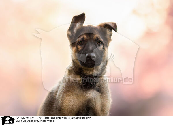 DDR Deutscher Schferhund / GDR German Shepherd / LM-01171