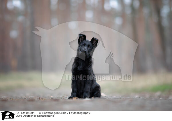 DDR Deutscher Schferhund / GDR German Shepherd / LM-01204