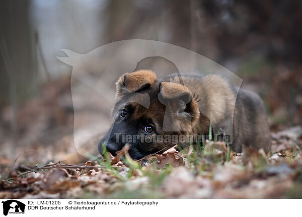 DDR Deutscher Schferhund / GDR German Shepherd / LM-01205