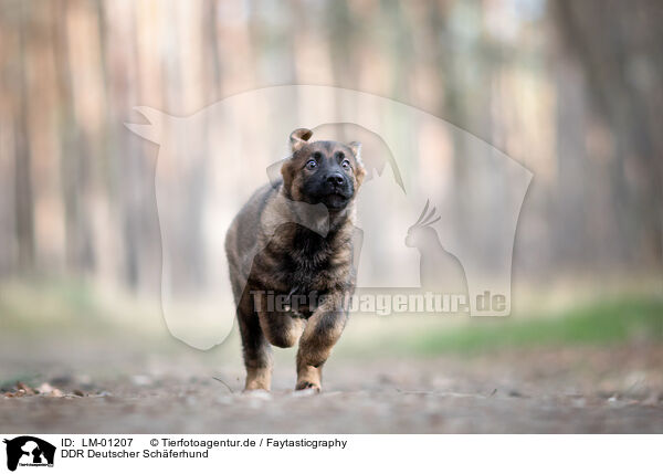 DDR Deutscher Schferhund / GDR German Shepherd / LM-01207